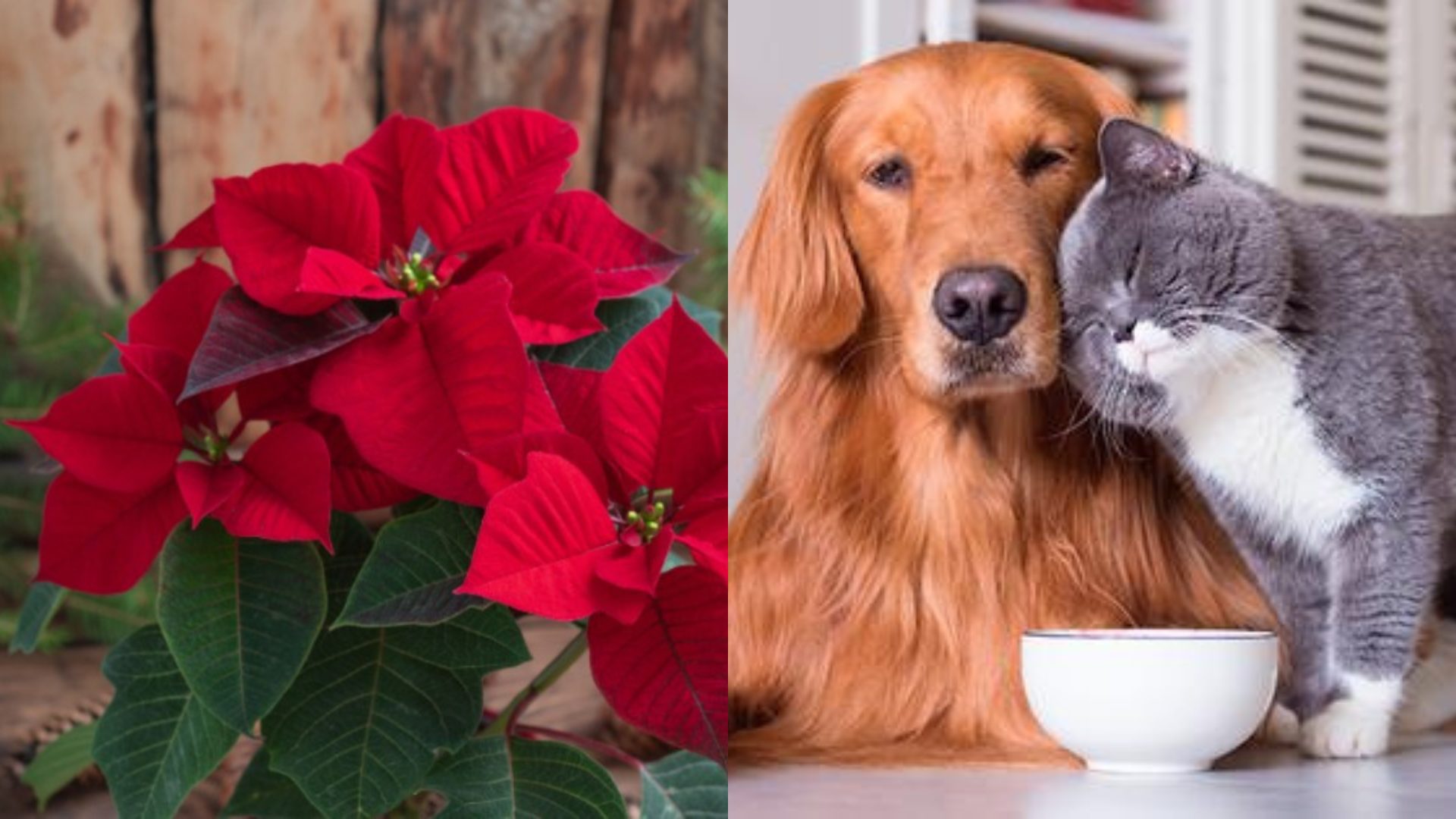 son poinsettias posion para perros y gatos